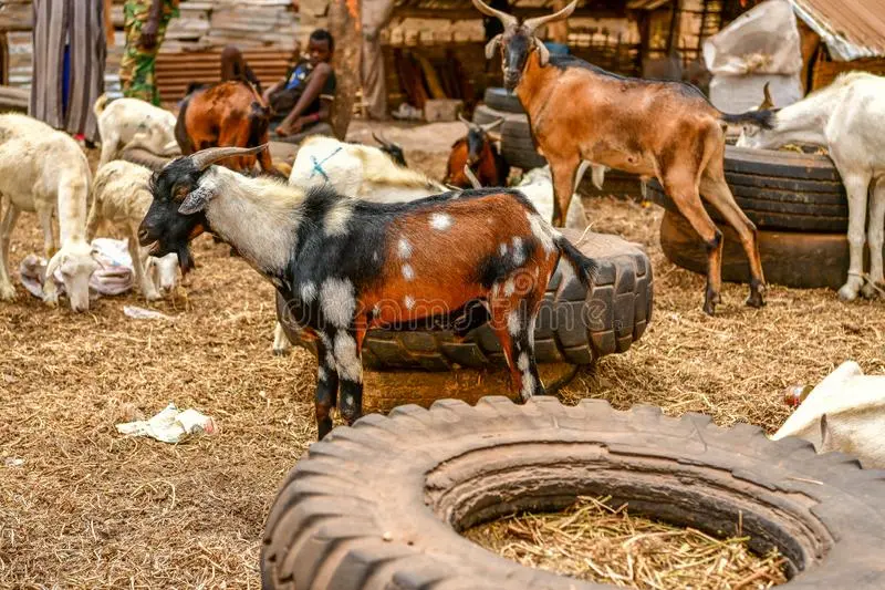 Livestock Theft On Increase In Parts Of WCR-Sources