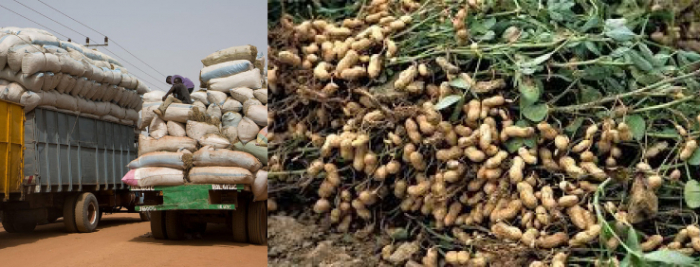 CRR farmers selling groundnut to local dealers